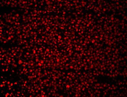 Cyclin A2 Antibody - BSA Free NBP1-31330