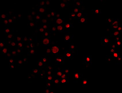 SnoN Antibody - BSA Free NBP1-77306