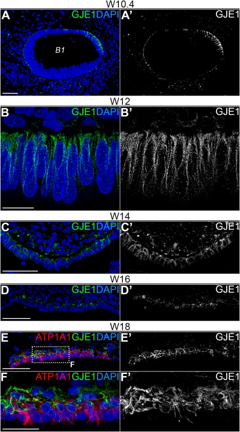 GJE1 Antibody - BSA Free NBP2-14051