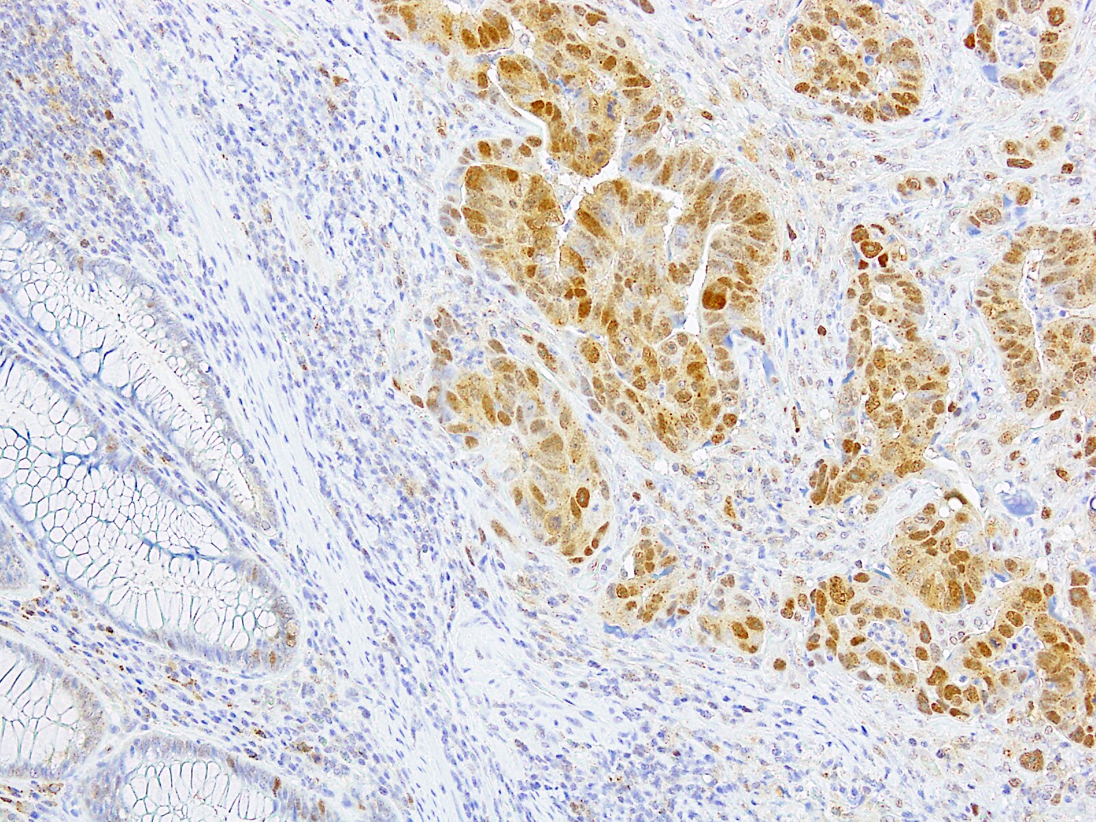 CDK2 Antibody (1A6) - BSA Free NBP2-37507