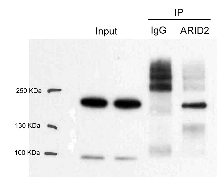 ARID2 Antibody - BSA Free NBP1-26615