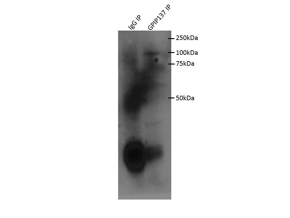 GPIP137 Antibody - BSA Free NBP2-22238
