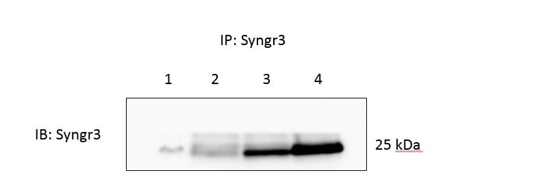 Synaptogyrin 3 Antibody - BSA Free NBP2-30475