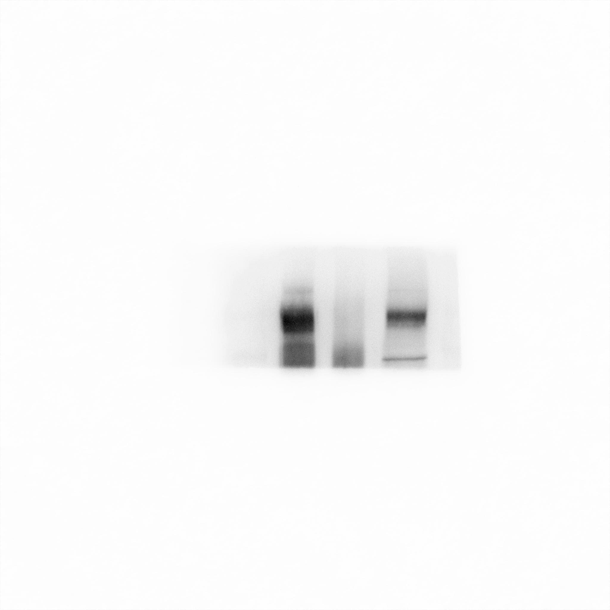 ErbB3/Her3 Antibody - BSA Free NBP2-32253