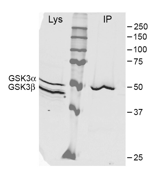 GSK-3 alpha Antibody - BSA Free NB100-81943