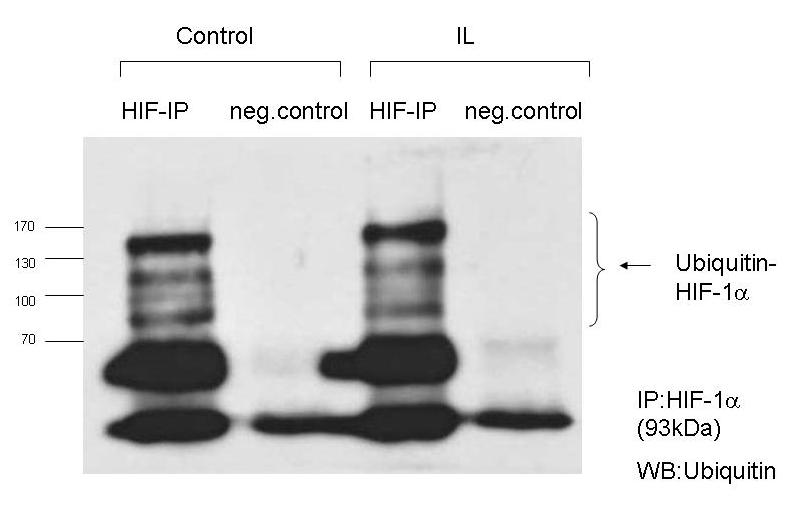 HIF-1 alpha Antibody (H1alpha67) NB100-123