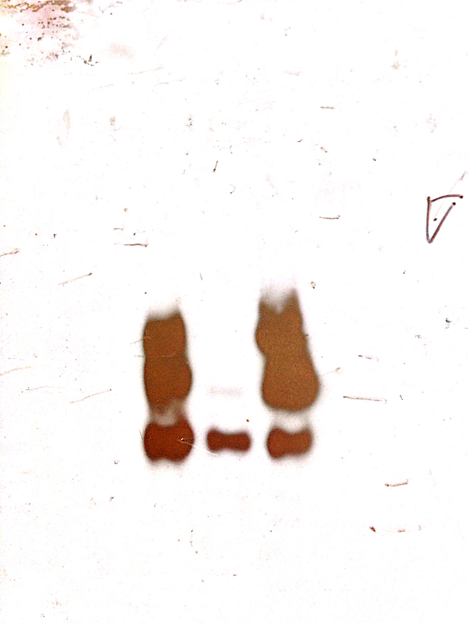 OGG1 Antibody - BSA Free NB100-106