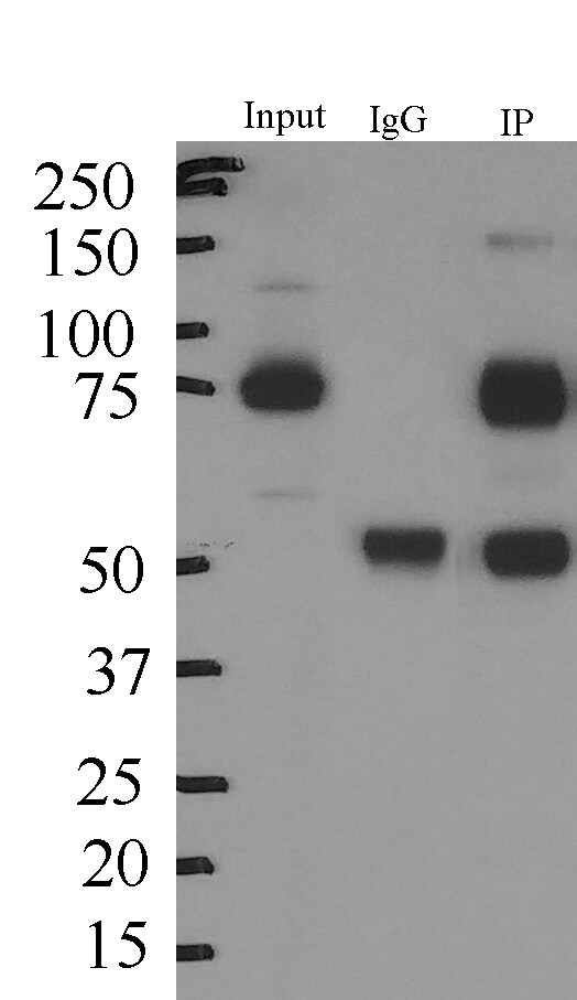 SV2A Antibody - BSA Free NBP1-82964