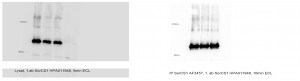 Human SorCS1 Antibody AF3457