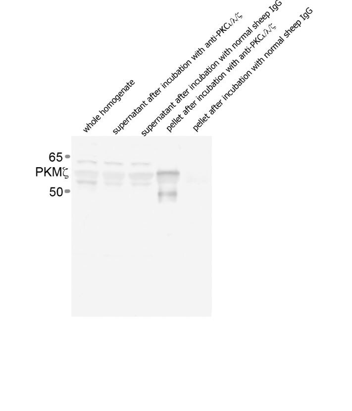 Human/Mouse/Rat PKC iota / lambda / zeta  Antibody AF4465