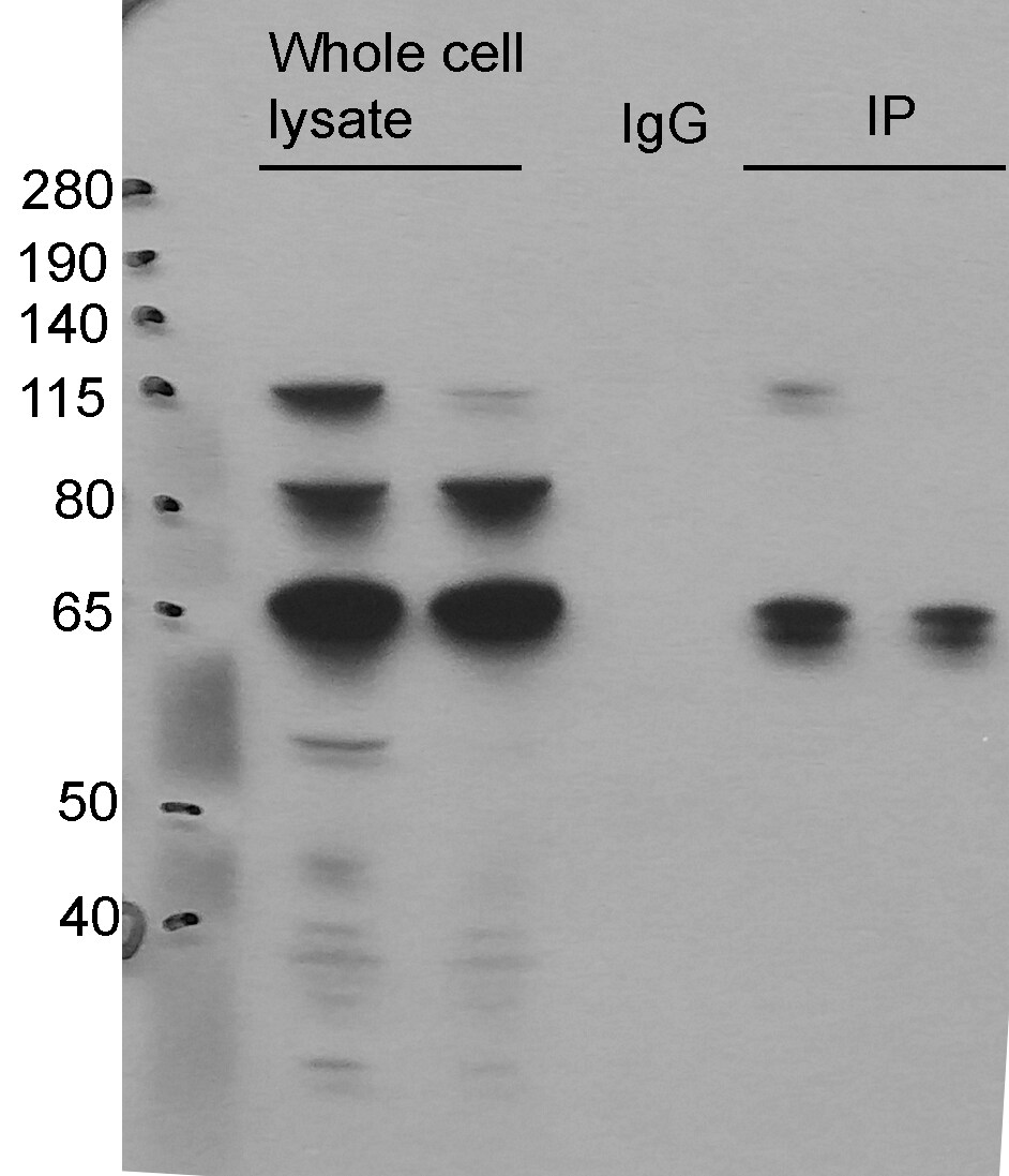 FUS Antibody - BSA Free NB100-561