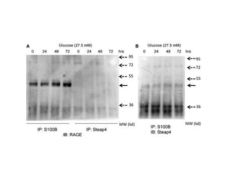 STAMP2/STEAP4 Antibody NB100-68162