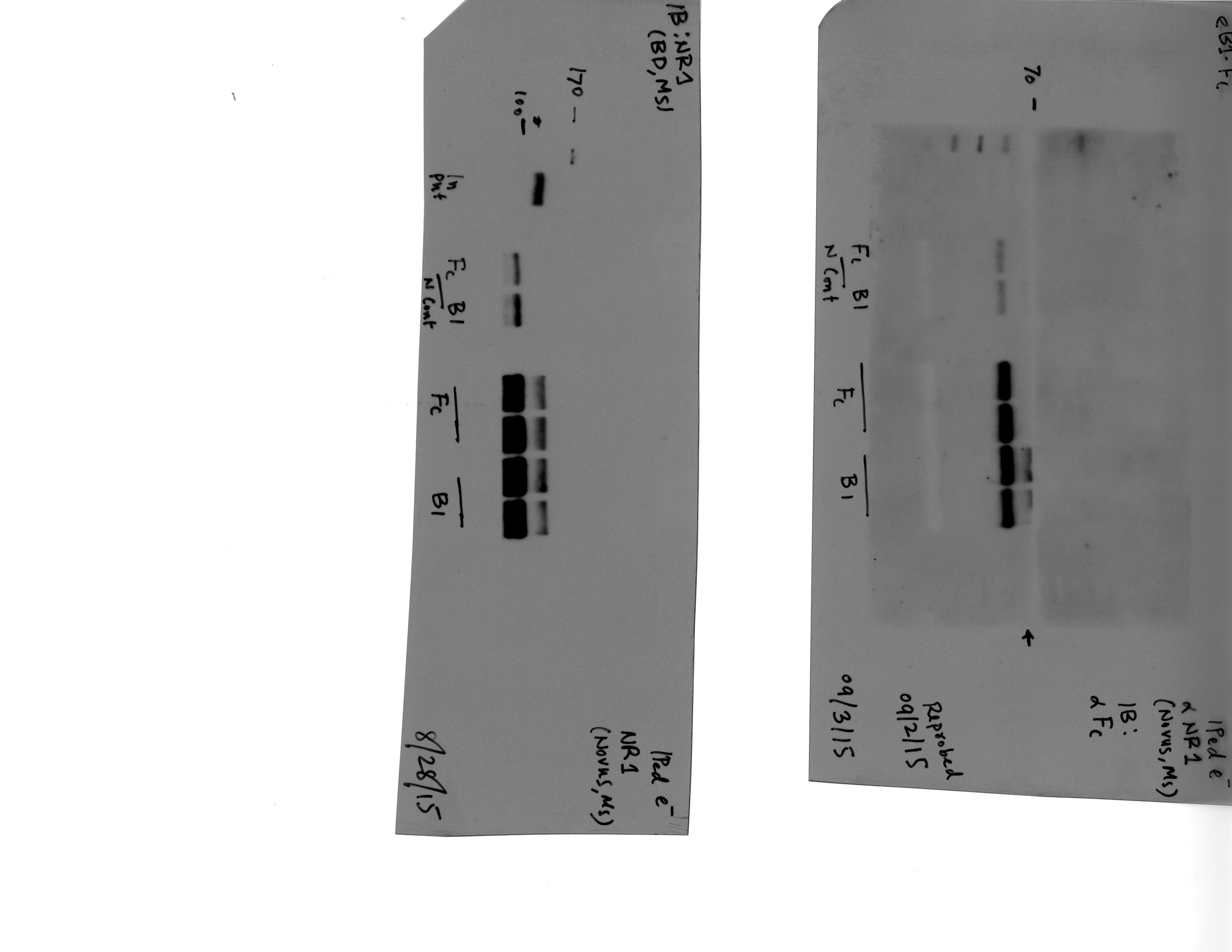 NMDAR1 Antibody (R1JHL) NB300-118