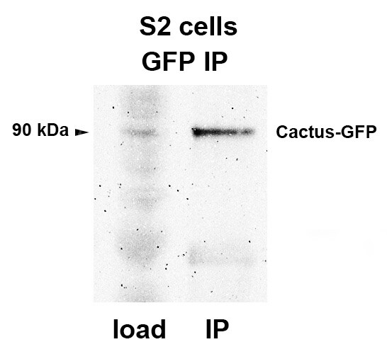 GFP Antibody - BSA Free NB600-308