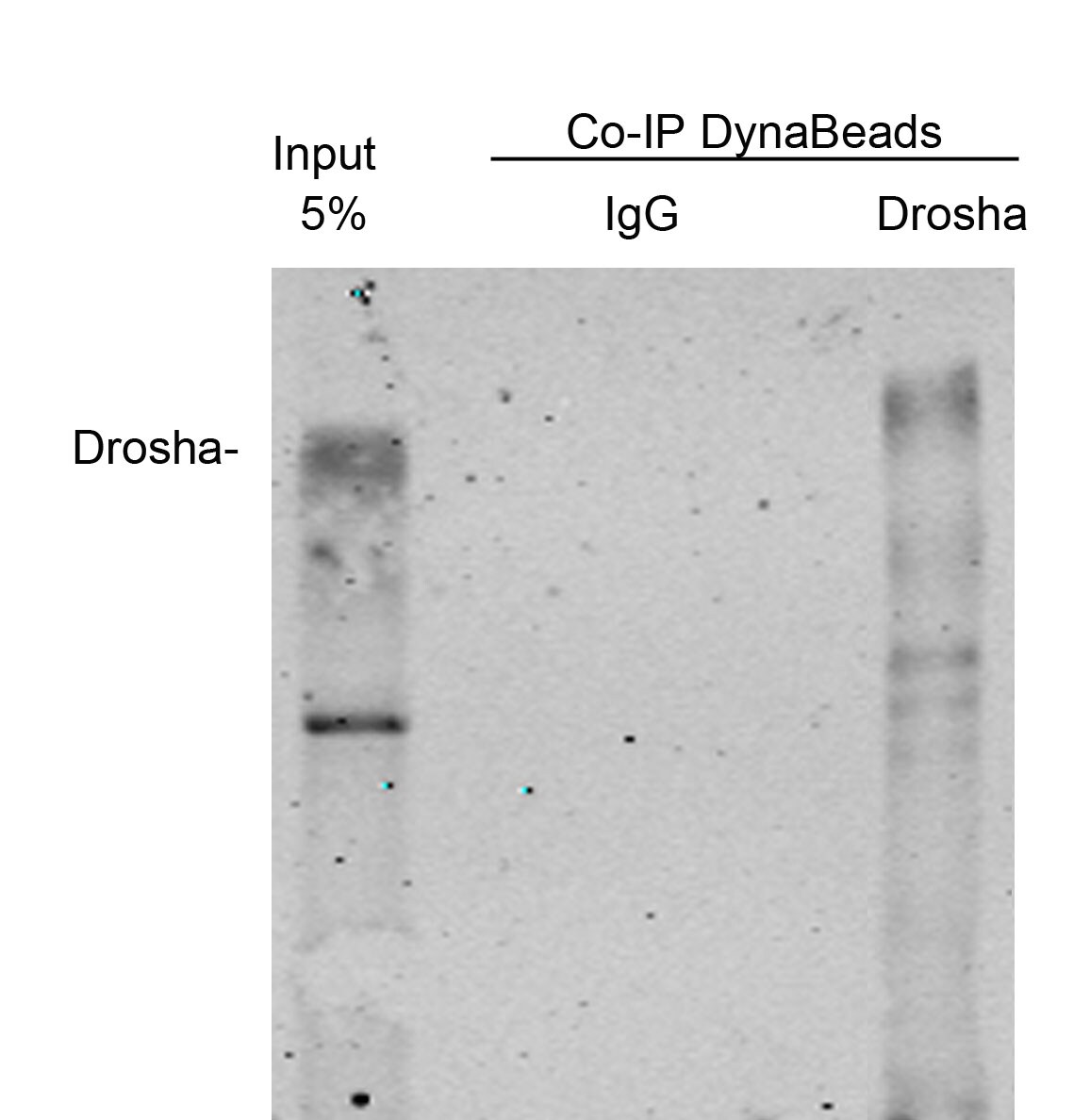 Drosha Antibody NBP1-03349