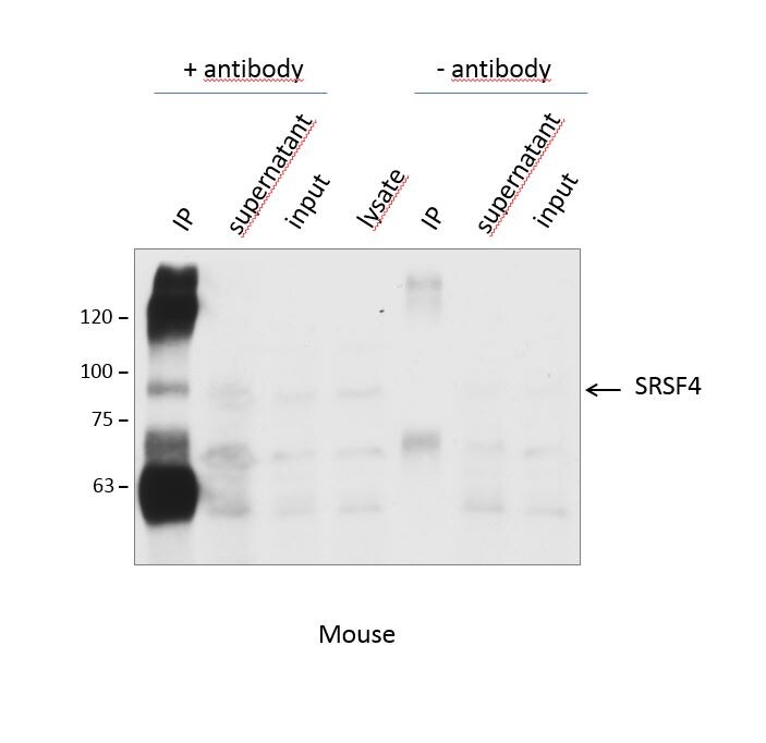 SFRS4 Antibody - BSA Free NBP2-04144