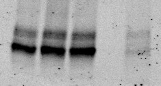 p62/SQSTM1 Antibody (2C11) - Azide and BSA Free H00008878-M01