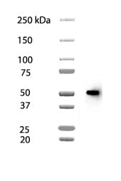Neuron-specific  beta ‑III Tubulin Antibody MAB1195