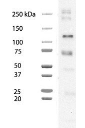 Human Phospho-GSK‑3 beta  (S9) Antibody MAB25062