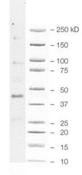 Human Phospho-GSK‑3 beta  (S9) Antibody MAB25062