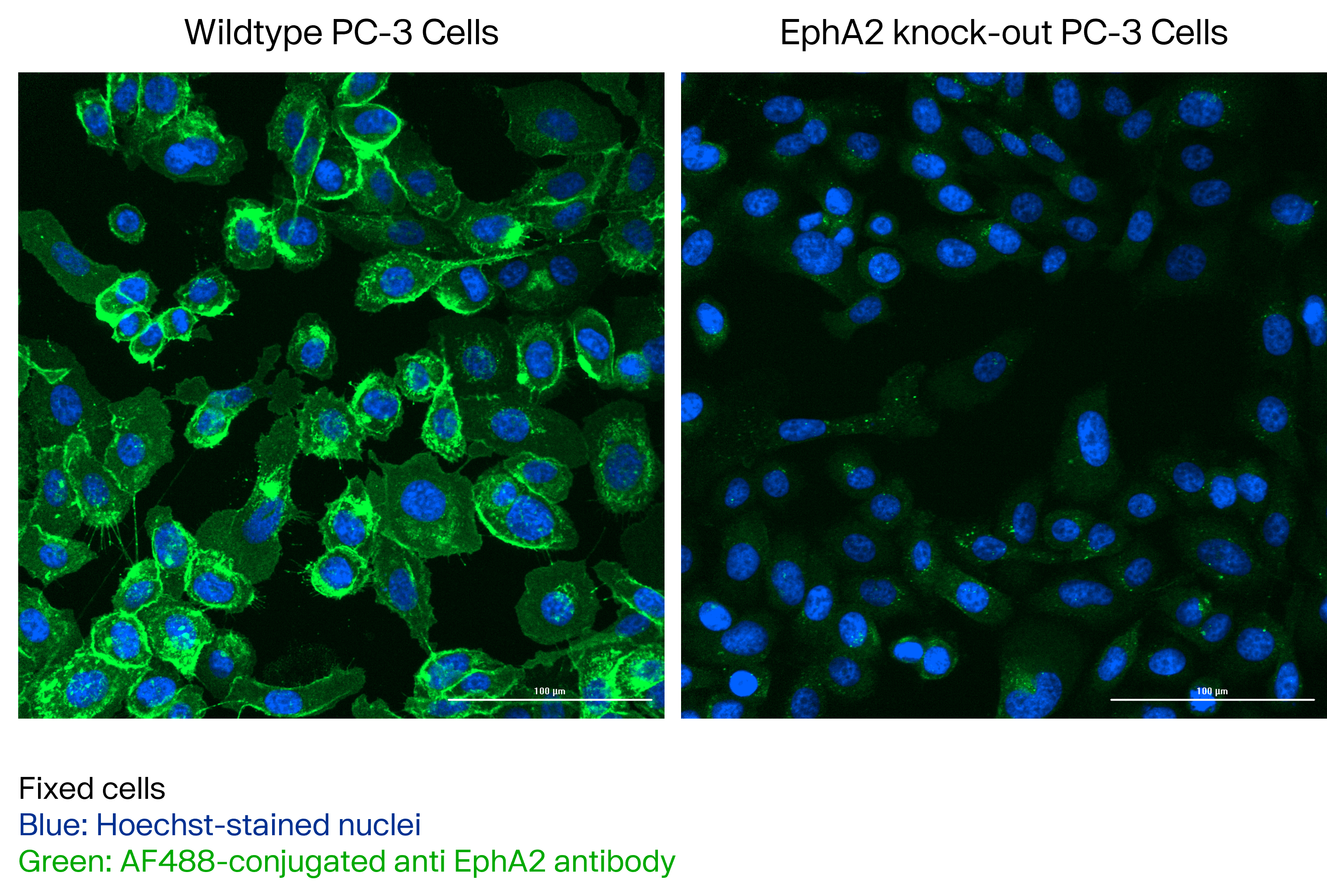 Human EphA2 Antibody MAB3035