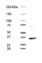 Human CCL20/MIP‑3 alpha  Antibody MAB360