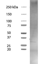 Human Phospho-FAK (Y397) Antibody MAB4528
