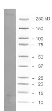 Human Phospho-FAK (Y397) Antibody MAB4528