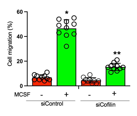 Recombinant Mouse M-CSF Protein 416-ML