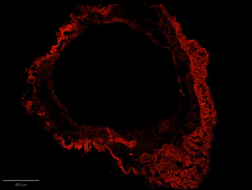 Human/Mouse MSX1 Antibody AF5045
