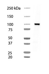 N-Cadherin Antibody (5D5) NBP1-51612