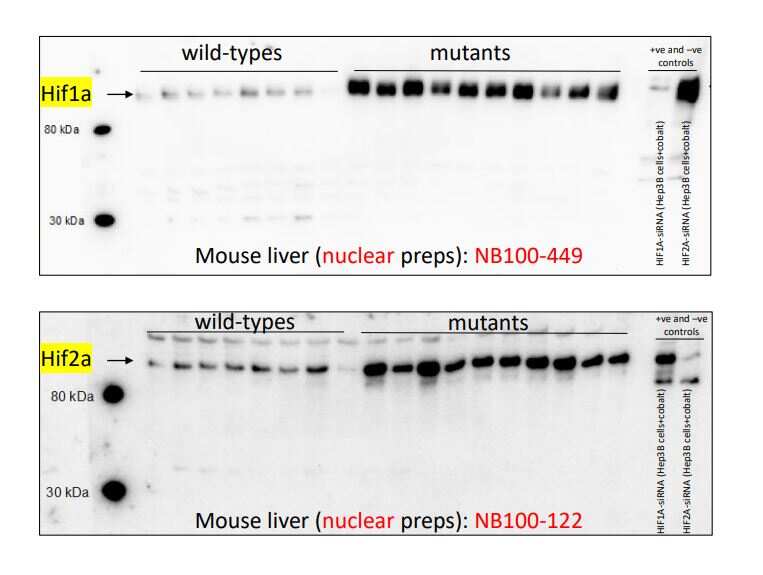 HIF-1 alpha Antibody NB100-449