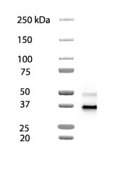 GAPDH Antibody - BSA Free NB100-56875