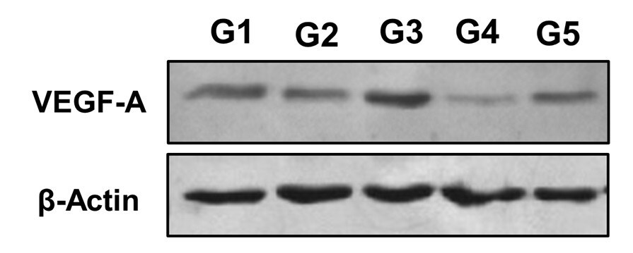 VEGF Antibody (VG76e) - BSA Free NB100-648