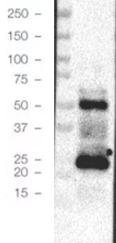 Histone H2AX [p Ser139] Antibody (3F2) NB100-74435