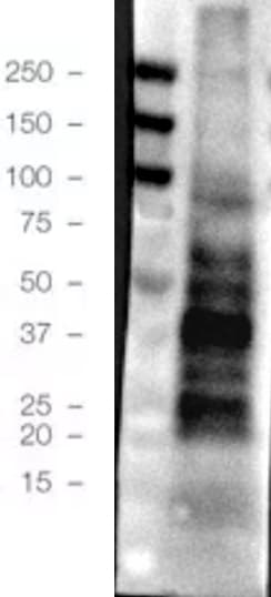 Tyrosine Hydroxylase Antibody - Azide Free NB300-110
