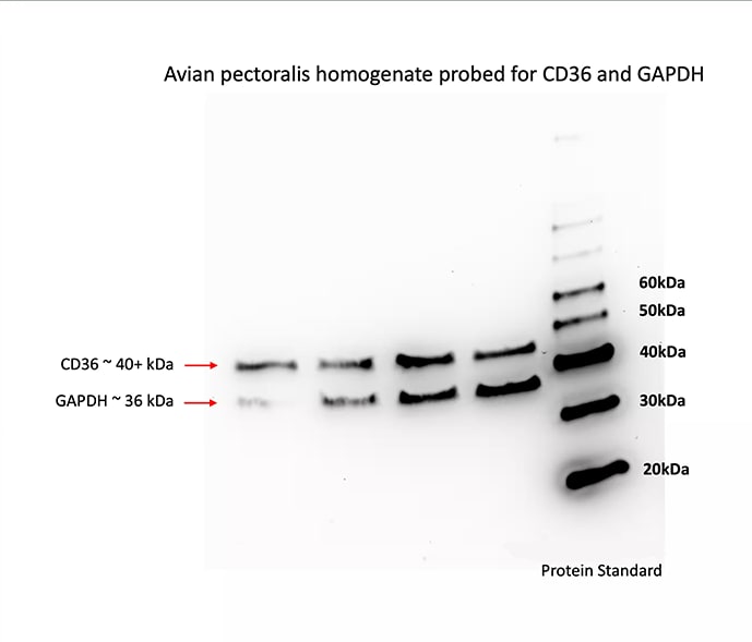 CD36 Antibody - BSA Free NB400-144