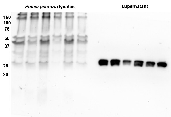 Trypsinogen Antibody - BSA Free NB600-615