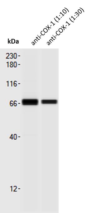 COX-1 Antibody - BSA Free NBP1-85500