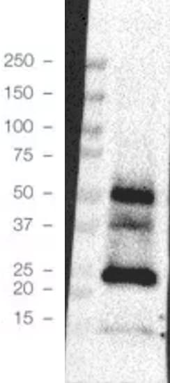 alpha-Synuclein Antibody (5C2) - BSA Free NBP1-04321