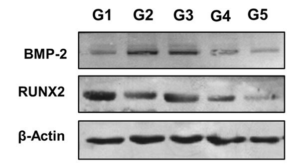 BMPR-II Antibody NBP1-32218