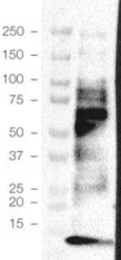 TPPP/p25 Antibody NBP1-49833
