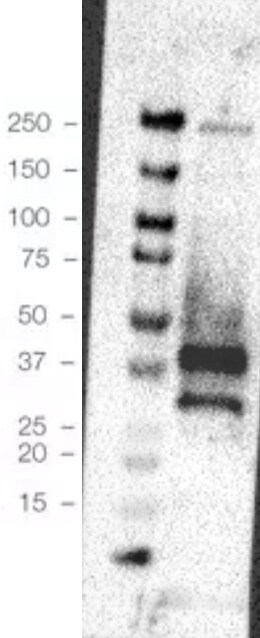 ANO6 Antibody - BSA Free NBP1-74204
