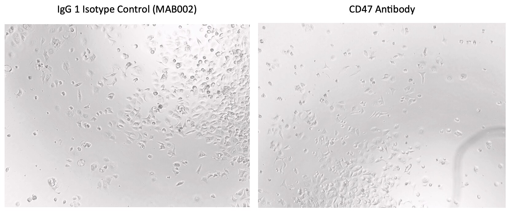 CD47 Antibody (B6H12.2) - Azide and BSA Free NBP2-31106