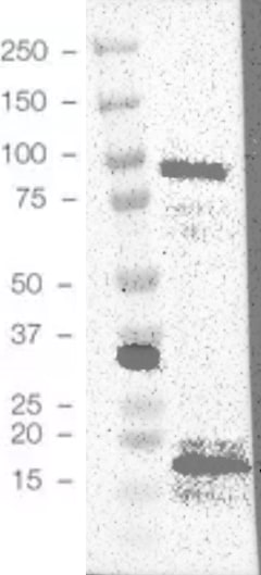 TPPP/p25 Antibody - BSA Free NBP2-34031