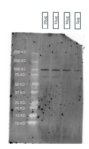 ENPP-1 Antibody - BSA Free NBP2-38945