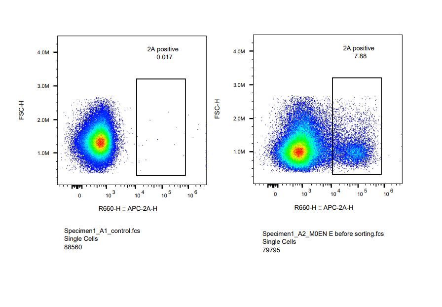 2A Peptide Antibody (3H4) [Alexa Fluor® 647] NBP2-59627AF647