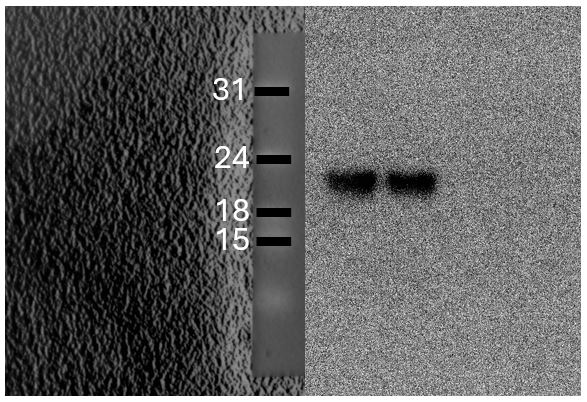 CD81 Antibody (SN206-01) NBP2-67722