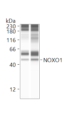 NOXO1 Antibody - BSA Free NBP1-77899