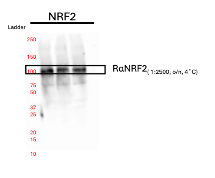 Nrf2 Antibody AF3925